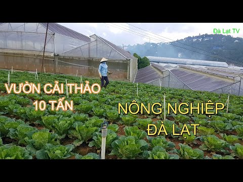 Đà Lạt TV | Vườn rau cải thảo xanh ngắt ở Đà Lạt | Những điều thú vị về nông nghiệp Đà Lạt