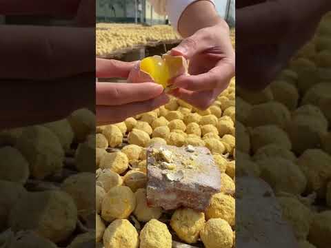 Quy trình làm trứng bắc thảo