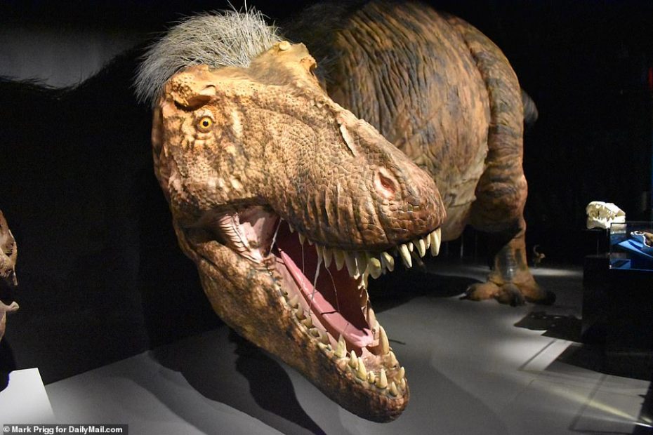 The T. Rex Family Revealed: Natural History Museum Unveils Most Accurate  Models Ever | Daily Mail Online