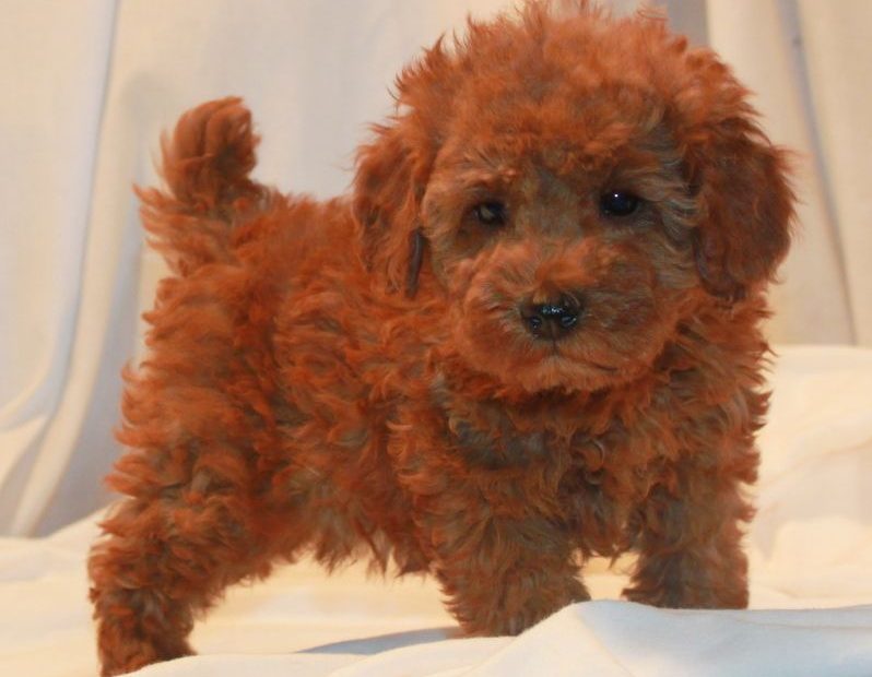 Red Miniature Poodle. Akc Poodle. Scarlet'S Fancy Poodles. | Poodle Puppy, Toy  Poodle, Poodle Dog