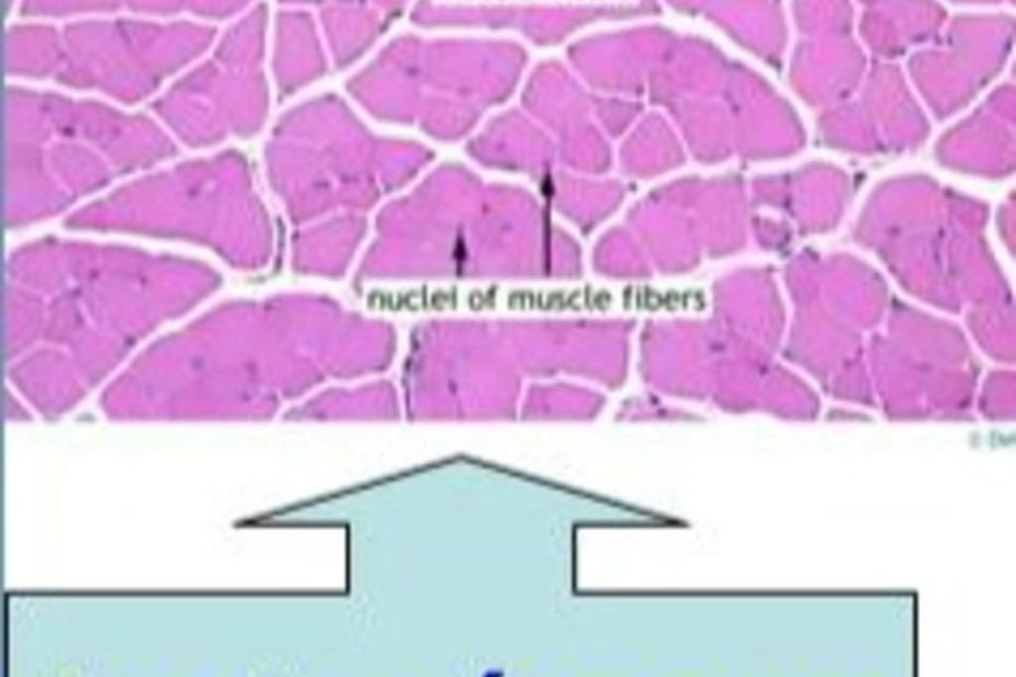 Vẽ Cơ Vân Cắt Ngang( Vẽ 1 Mẫu Nhỏ Thôi ) + Chú Thích Bó Cơ ,Màng Liên  Kếtmuscle Fibers Nuclel Of Muscle Fibers Cơ Vận Cắt Ngang