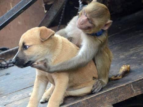 Monkeyvsdoge Memefest Takes Internet By Storm After Bunch Of Monkeys In  Maharashtra Kill Dogs To Avenge Death Of Baby Monkey