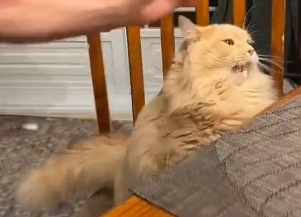 Mèo Xinh Lần Đầu Được Cho Ăn Kem Và Biểu Cảm 'Buốt Tận Óc' Khiến Dân Mạng  Được Phen Cười Đau Ruột